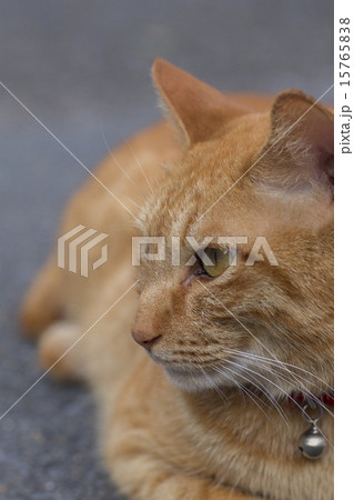 猫 15765838