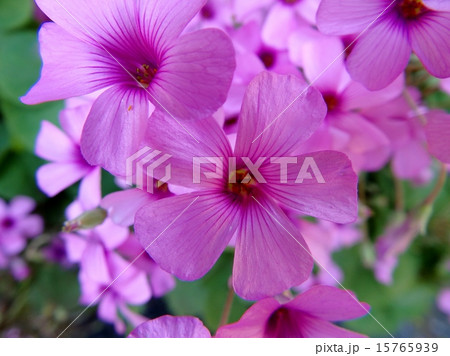 ムラサキカタバミ　キキョウカタバミ 15765939