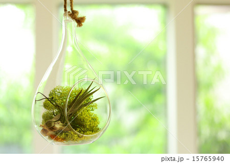 エアプランツ 15765940