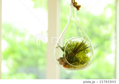 エアプランツ 15765943