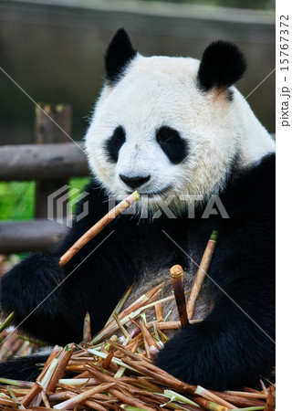 giant panda bear Sichuan China 15767372