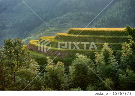 rice terraced fields Wengjia longji Longsheng Hunan China 15767373