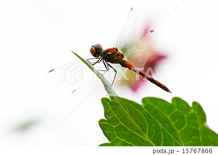 ナツアカネ ナツアカネ 15767866