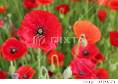 ポピー 15768373
