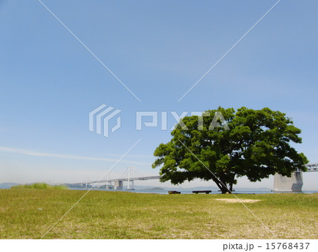 瀬戸大橋 15768437