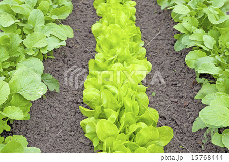 Rows of fresh lettuce plants. Rows of fresh lettuce plants. 15768444