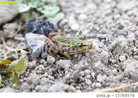 トノサマガエルのオス 15768578