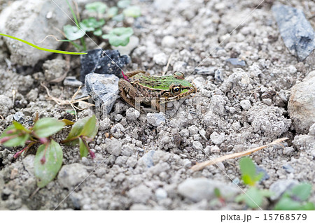 トノサマガエルのオス トノサマガエルのオス 15768579