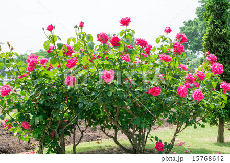 マリアカラスの花 15768642