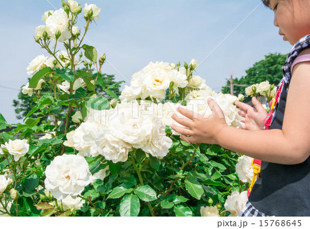 エーデルワイスと女の子 エーデルワイスと女の子 15768645