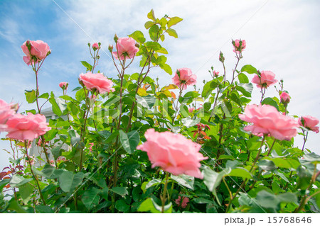 クイーンエリザベスの花 クイーンエリザベスの花 15768646