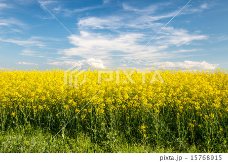 flowering field of colza outdoors in spring 15768915