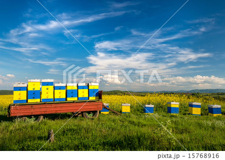 beehives at flowering field of colza beehives at flowering field of colza 15768916