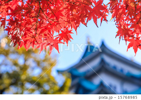 晩秋の名古屋城 晩秋の名古屋城 15768985