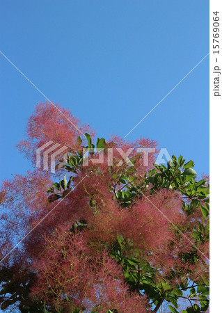 スモークツリーの花後、花柄が伸びた状態 15769064