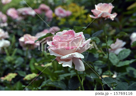 サイ・セイバー 15769116