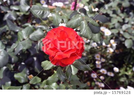 ファラオ 15769128