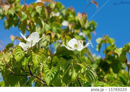 ヤマボウシ ヤマボウシ 15769220