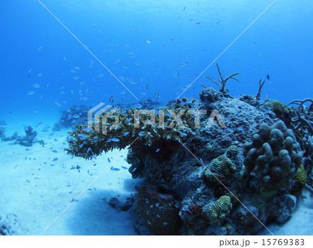沖縄・西表島の枝サンゴのサンゴ礁とデバスズメダイの群れ 15769383