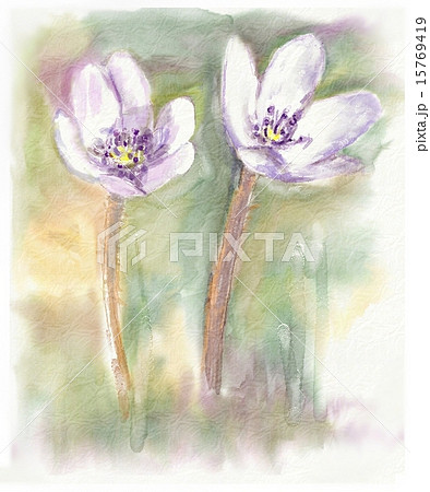 パソコン水彩画　雪割草 15769419