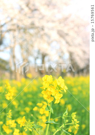 菜の花 15769561