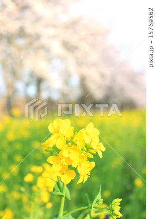 菜の花 15769562