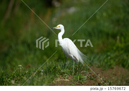 チュウサギ 15769672