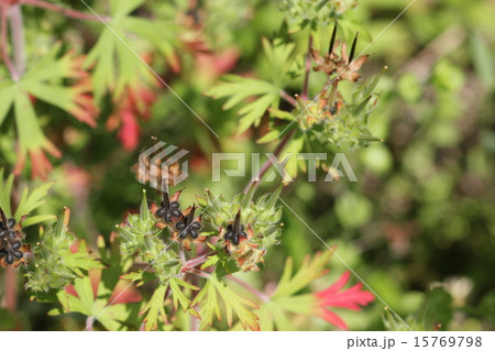 アメリカフウロの種０２ 15769798