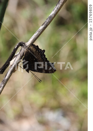 ヒオドシチョウ０７ 15769809