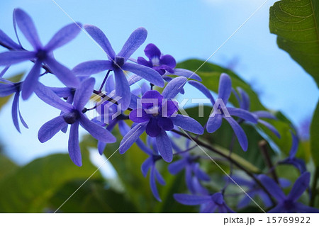 ハワイの花 青い南国植物の写真素材