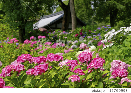 藤森神社の紫陽花 15769993