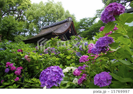 藤森神社の紫陽花 藤森神社の紫陽花 15769997