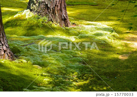 苔庭（三千院／京都市左京区大原） 15770033