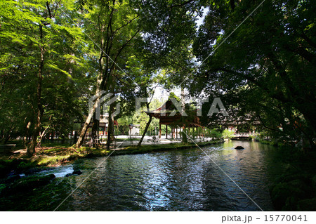 夏の上賀茂神社、涼風が吹き抜ける「ならの小川」 夏の上賀茂神社、涼風が吹き抜ける「ならの小川」 15770041