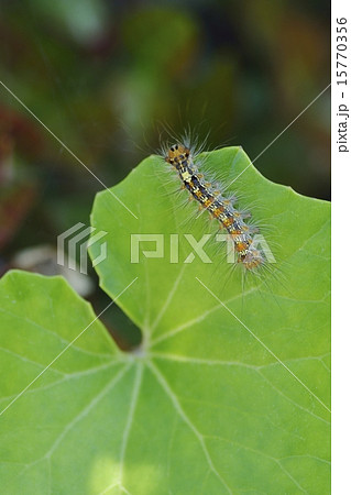 マイマイガの幼虫 15770356