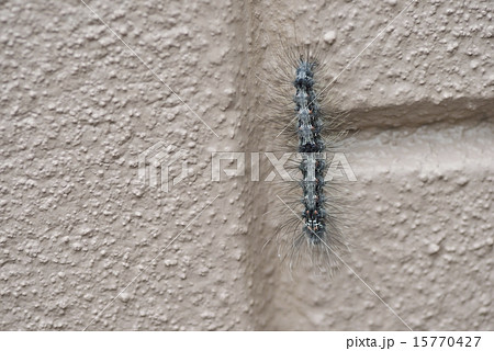 ヨツボシホソバの幼虫 15770427