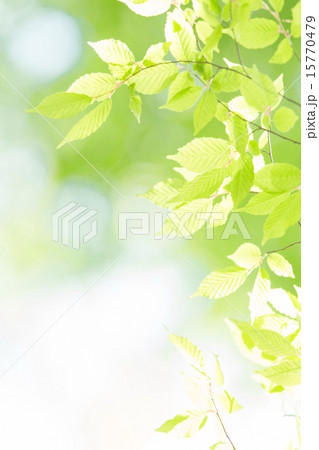 爽やかな新緑イメージ素材 爽やかな新緑イメージ素材 15770479