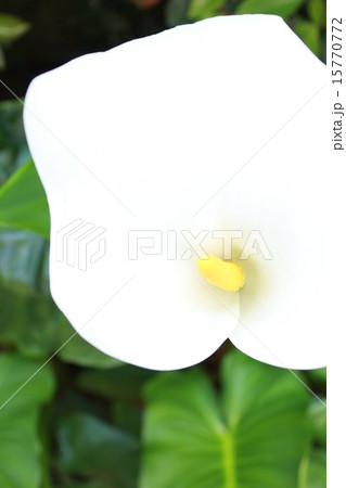 カラー花 カラー花 15770772