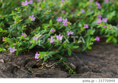 little flower natural background and timber  wood 15770949