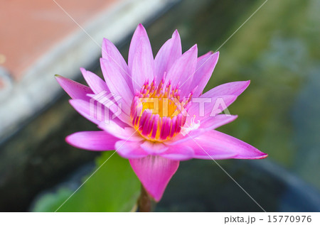 Purple lotus flower on water Purple lotus flower on water 15770976