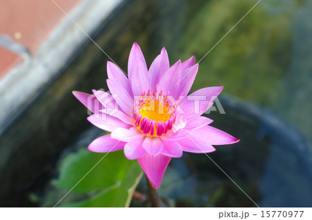 Purple lotus flower on water 15770977