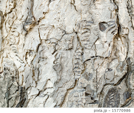 White wood texture low key White wood texture low key 15770986