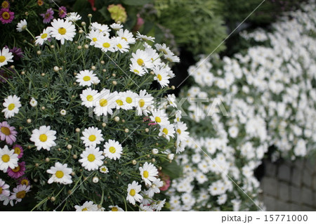 flower flower 15771000