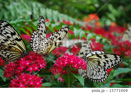 花に群れる蝶の写真素材