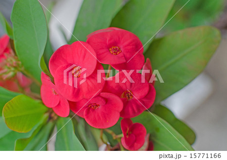 Crown of thorns flowers  Euphorbia milli Desmoul 15771166