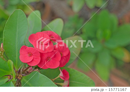 Crown of thorns flowers  Euphorbia milli Desmoul 15771167