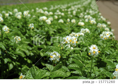 ジャガイモの花畑 ジャガイモの花畑 15771260