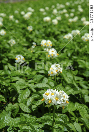 ジャガイモの花畑 ジャガイモの花畑 15771262