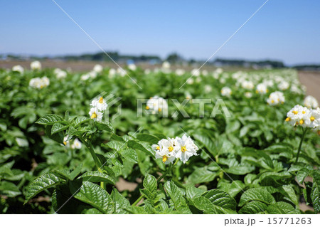 ジャガイモの花畑 ジャガイモの花畑 15771263