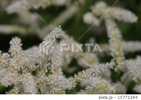 アスチルベ白花 15771264